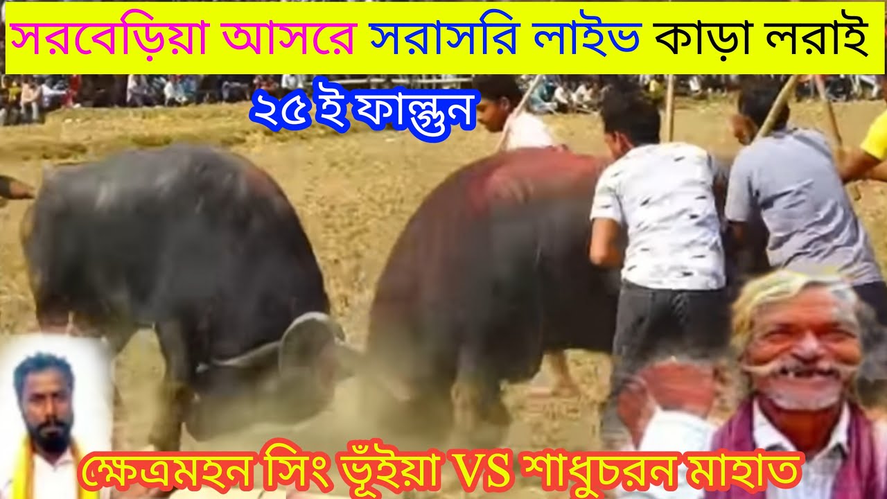 সরবেড়িয়া আসরে সরাসরি লাইভ কাড়া লরাই ক্ষেএমহন সিং ভূঁইয়া VS শাধুচরন মাহাত