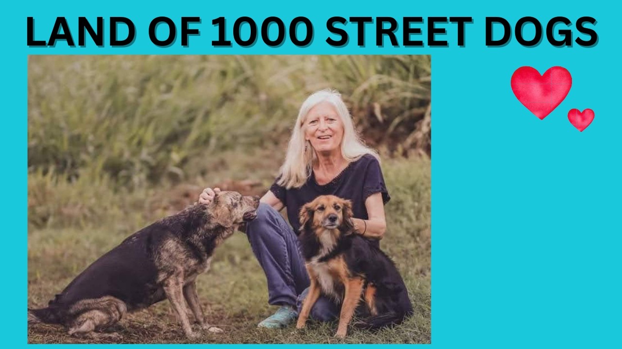 From Street to Soulmates:  Adopting Dogs in Costa Rica