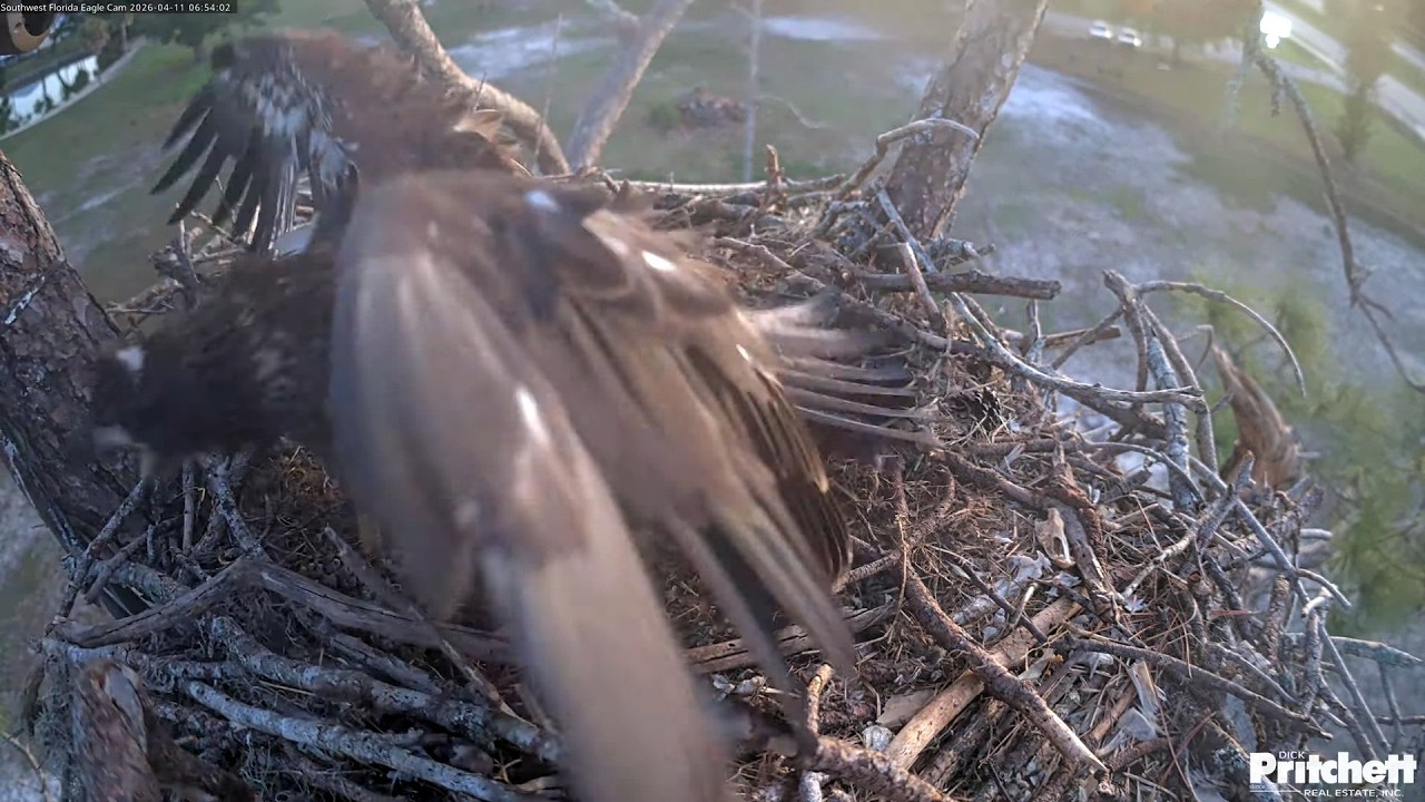 SWFL. Brave E26 chases the uninvited guest out of the nest! 🤩 /06:54/ 2026-04-11