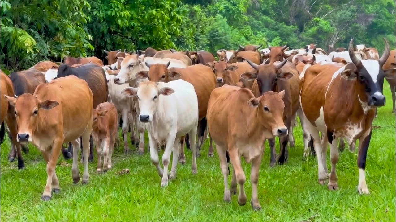 Video Gembala Sapi Lembu Jinak Digiring Menuju Kandang Peternakan Hewan Sapi Lembu - Bunyi sapi lucu