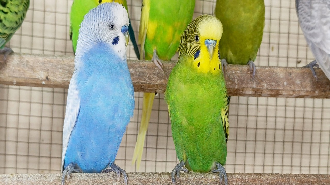 3 Hour Happy Budgie Aviary Sounds | Singing & Chirping Parakeets