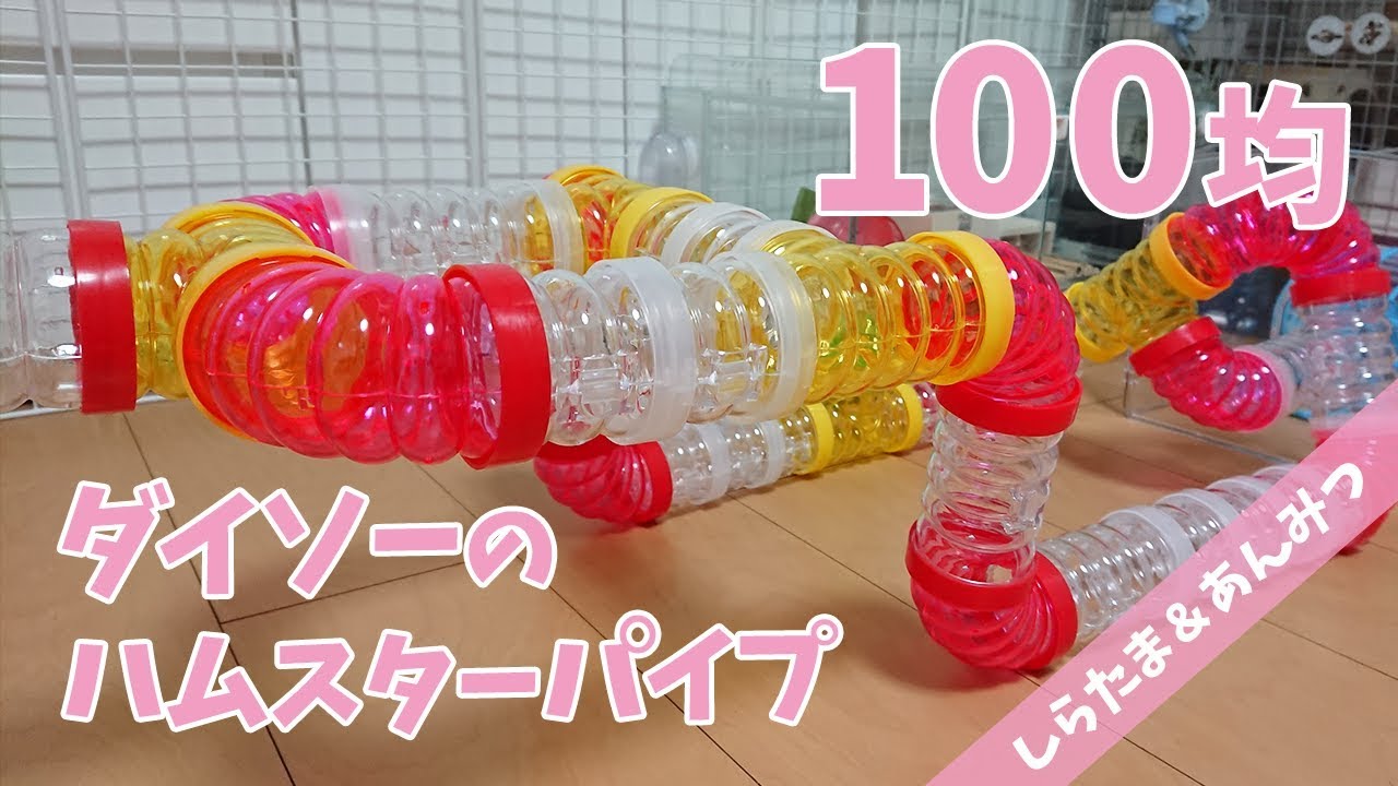 【ハムスター】100円ショップダイソーのハムスターパイプで巨大アスレチック！
