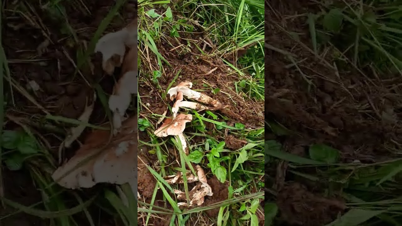 Proses penggalian jamur kidang