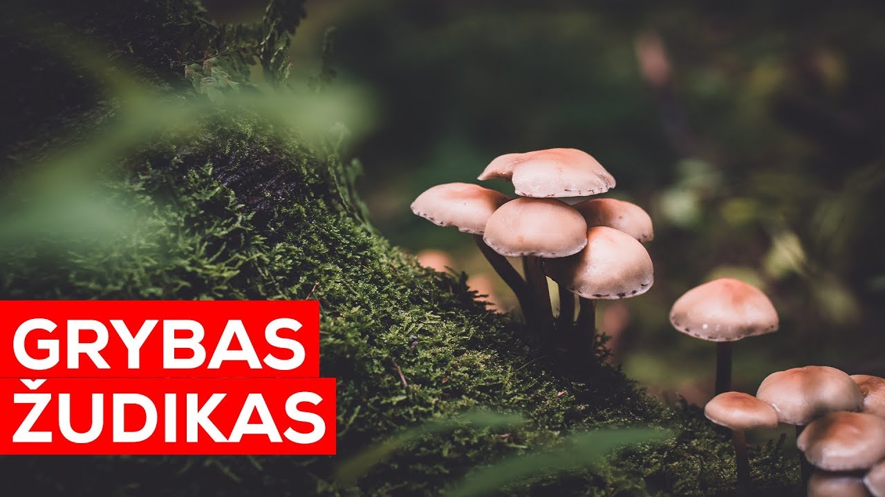 AR ŽINAI, KAD? Grybas gali paversti gyvūną zombiu?