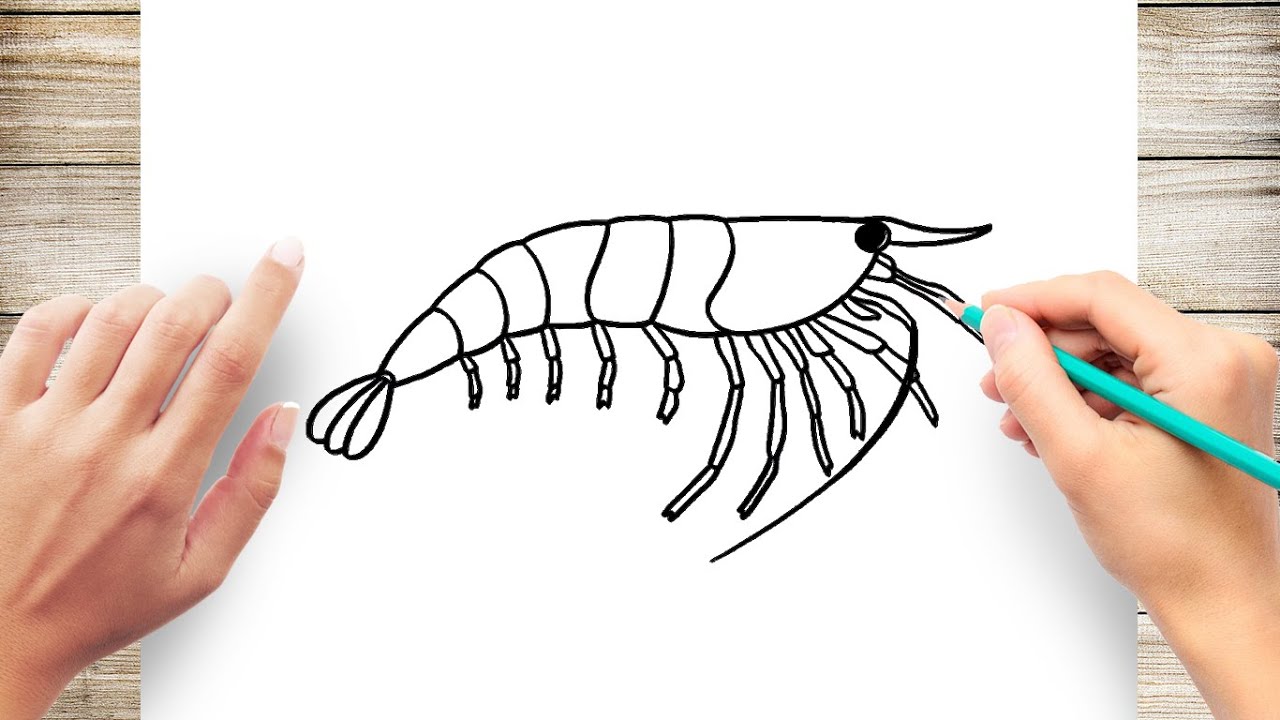 How to Draw Shrimp Step by Step