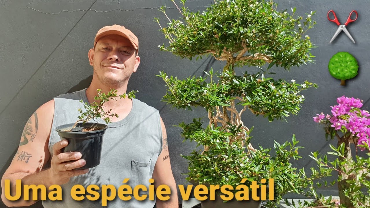 Serissa - Aula sobre a espécie