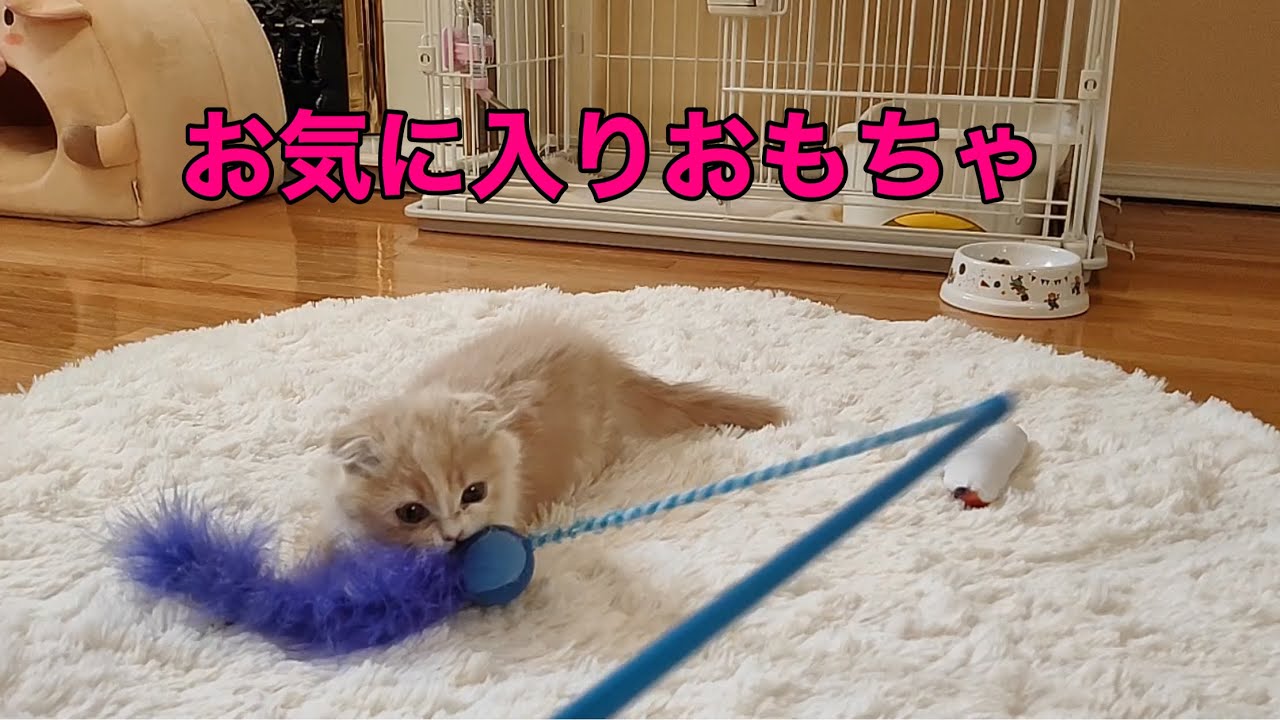 「ほてちゃん」お気に入りおもちゃ(その1) 【スコティッシュフォールド子猫】