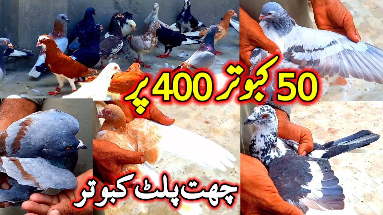 50 pigeon for sale | 400 Only |  Kabootar bazi |