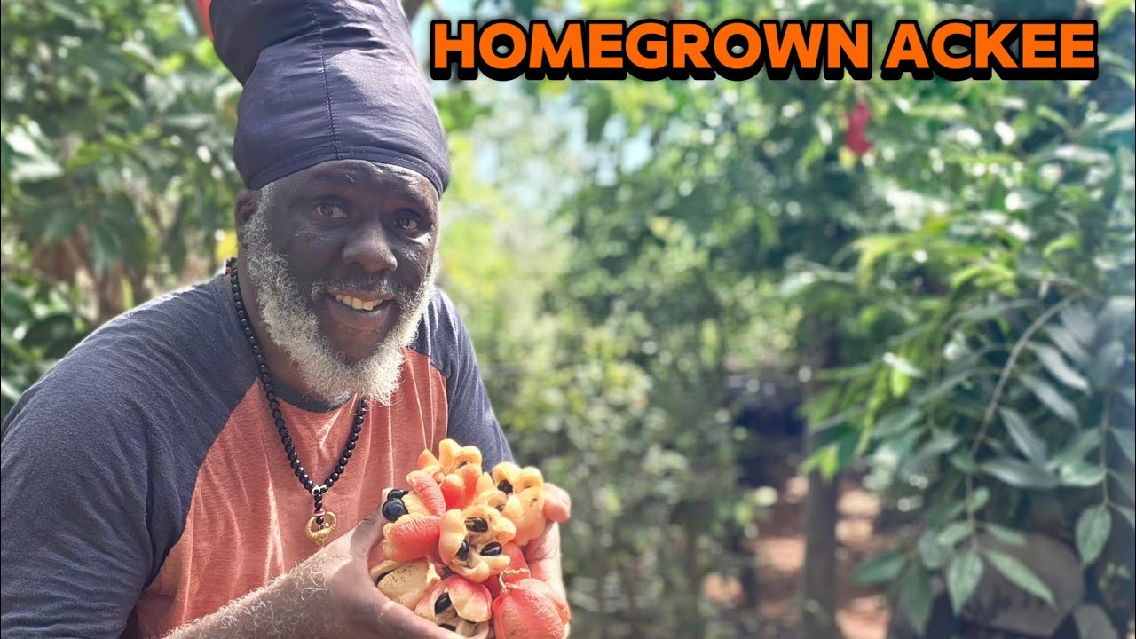 Harvesting Ackee in My Backyard | Jamaica's National Dish | Plant for the Future 