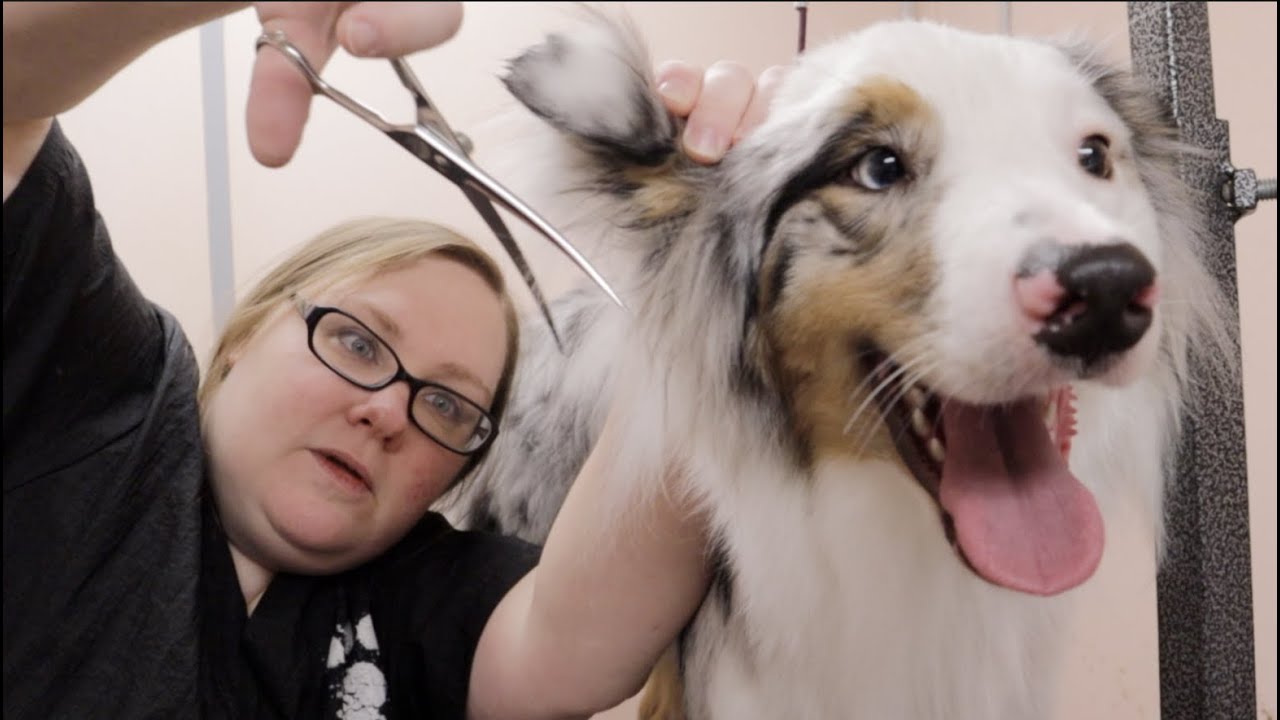 Grooming Shelby the Australian Shepherd