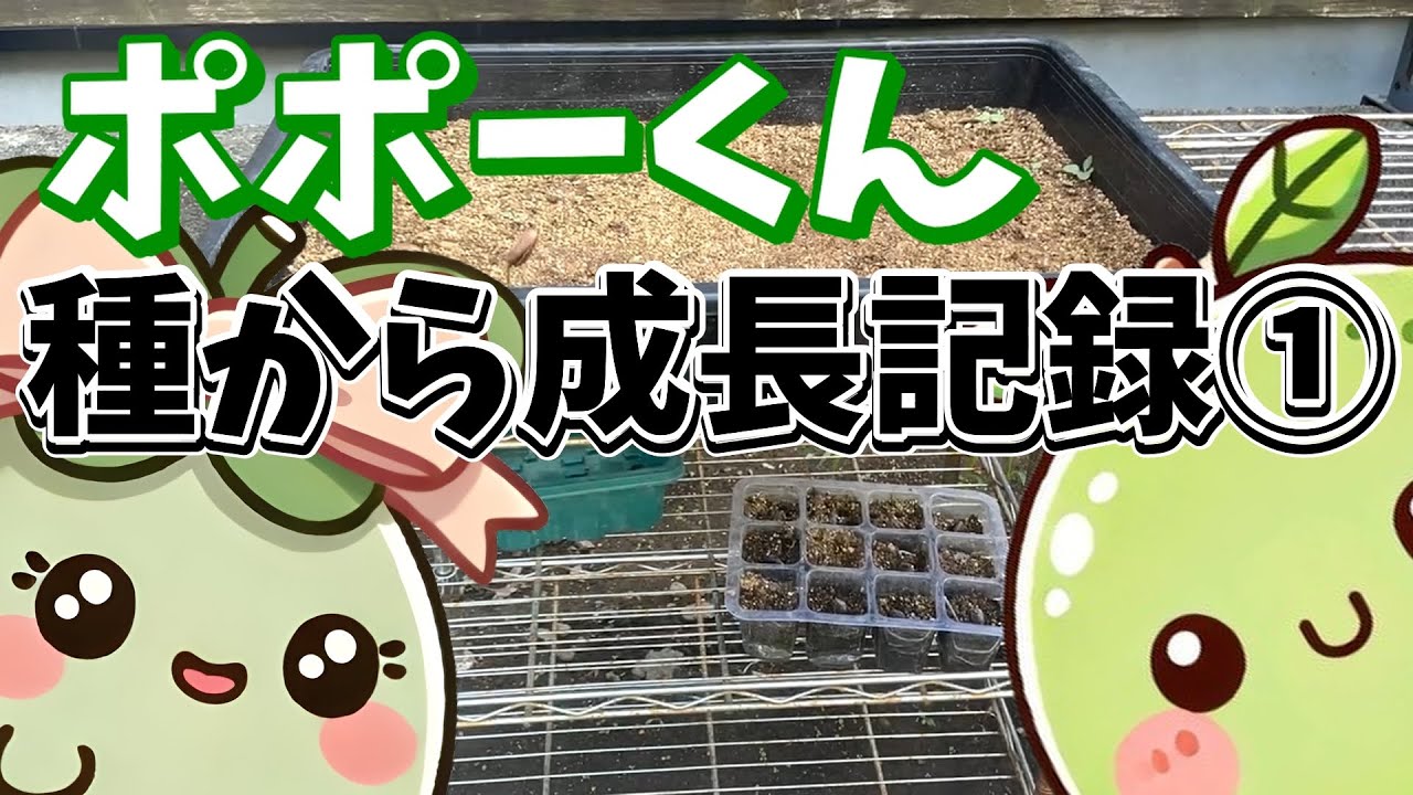 【ポポーくん】幻の果樹ポポーを種から育てているチャンネルです。今回はポポーの種成長記録１回目となります２０２４年７月～９月【ポポーを種から育てるチャンネル】