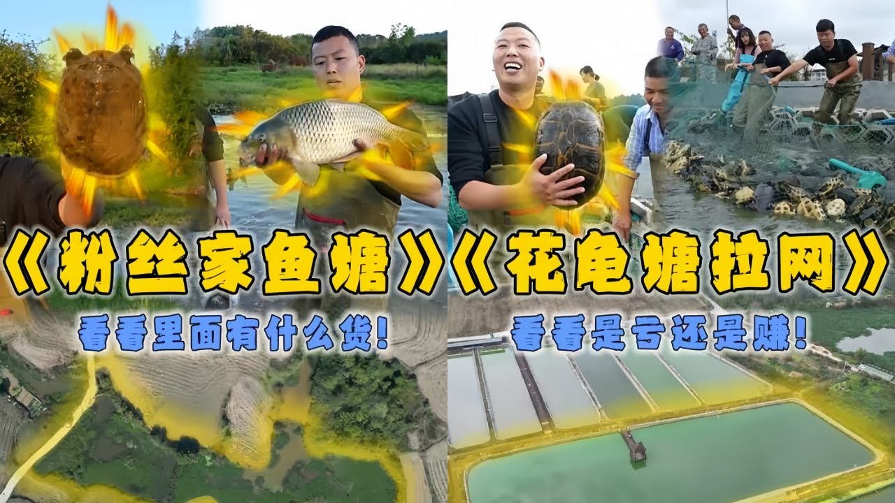 小飞哥花8000元包下粉丝家的鱼塘，看看里面有多少货？｜花11万在花龟塘里拉一网，看看是亏还是赚？