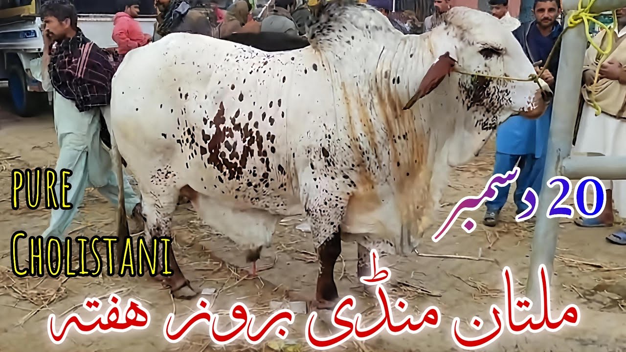 🔥 Multan Cow Mandi FULL LIVE Update | Heavy Bulls, Bachray & Today&rsquo;s Real Prices💰 | 20 December 2025