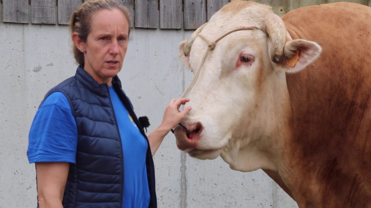 Carole Davière Boutet : « Représenter la race Blonde d'Aquitaine »