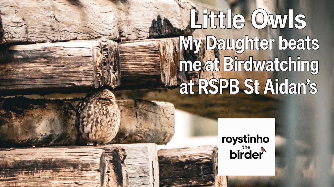 Little Owls at RSPB St Aidan's | My Daughter BEATS ME AT BIRDWATCHING???