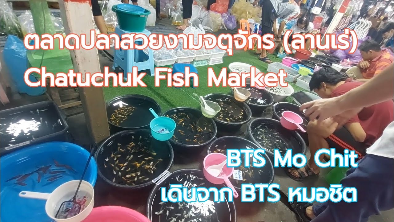 เดินจาก #BTSหมอชิต ไปช็อปปิ้ง ปลาสวยงาม #ตลาดปลาจตุจักร (ลานเร่) #ChatuchukFishMarket #Bangkok 2025
