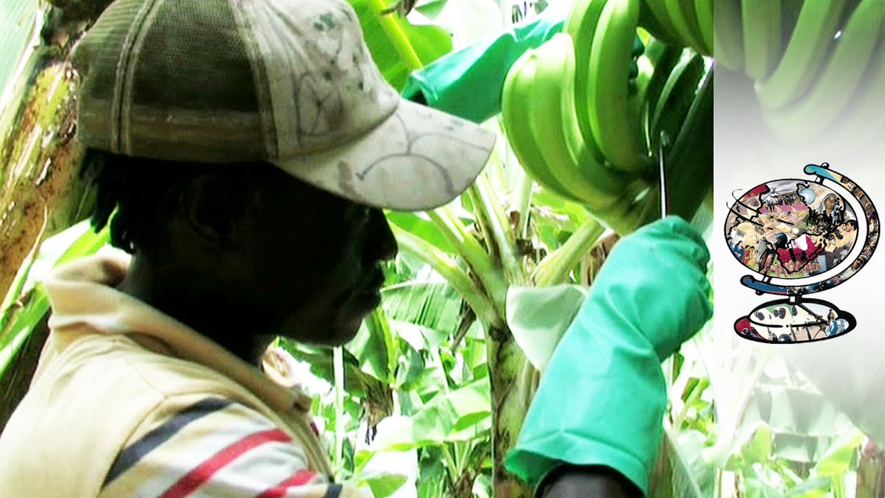 Is Fairtrade As Fair As It Claims? (2010)