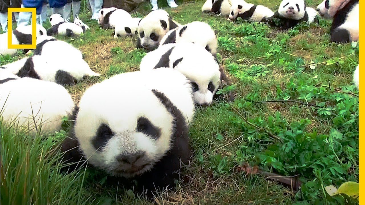 BABY BOOM de PANDAS GIGANTES en CHINA | National Geographic en Español