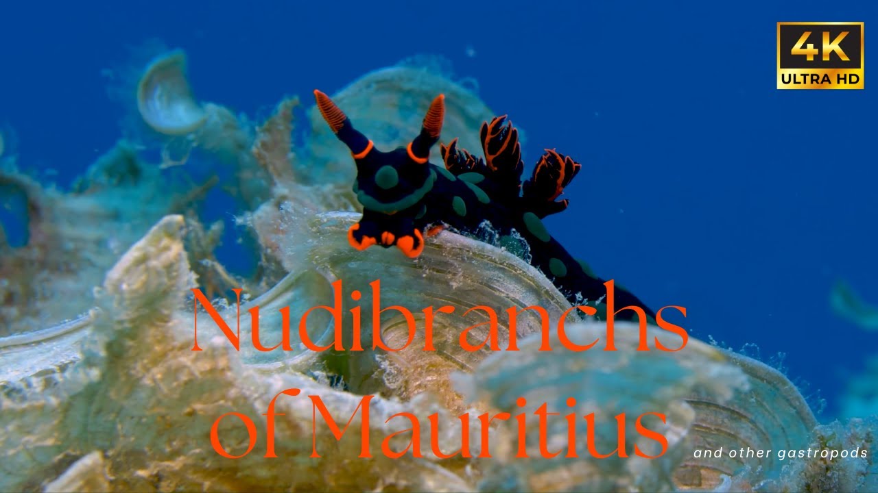 Diving in Mauritius: Amazing Nudibranchs & Sea Slugs