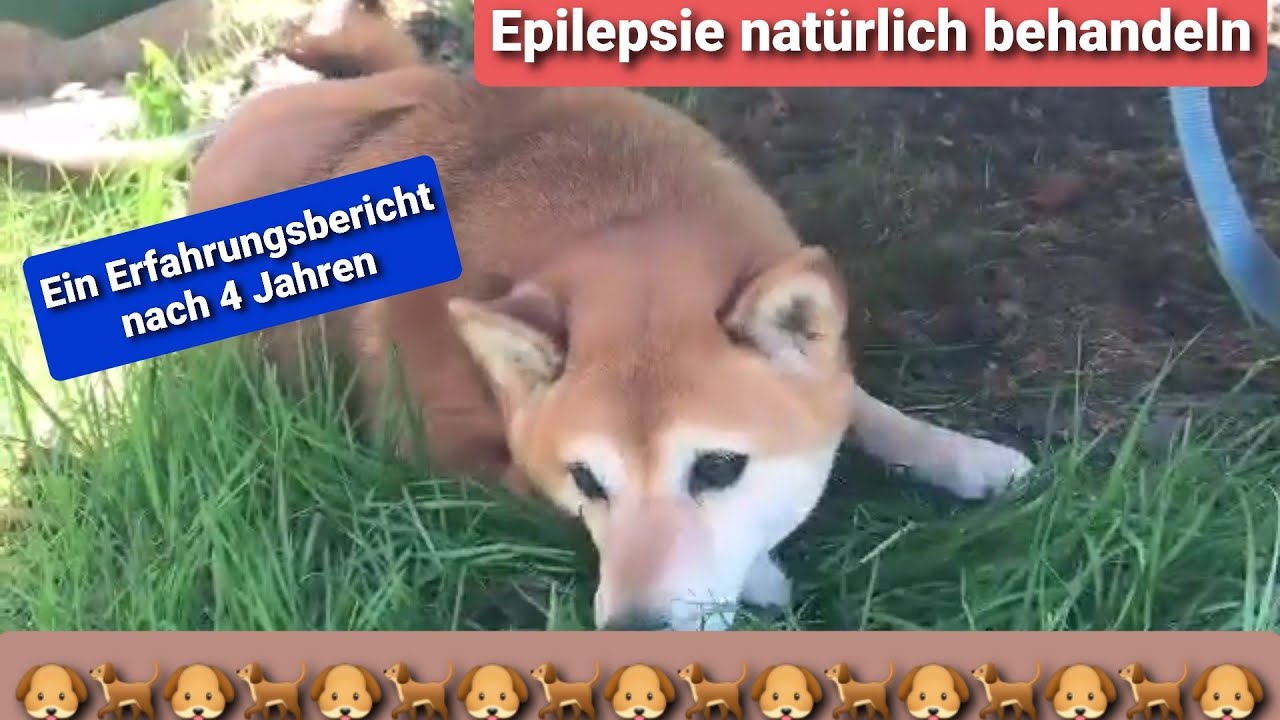 Epilepsie natürlich Behandeln beim Hund - Erfahrungsbericht | Deutsch