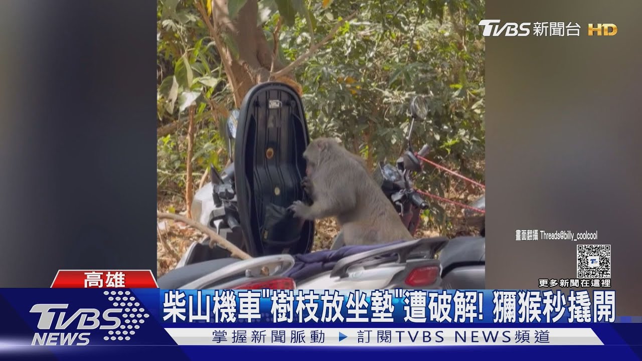 破解防猴招數! 放樹枝也防不了 柴山獼猴秒「撬開置物箱」｜TVBS新聞 @TVBSNEWS01