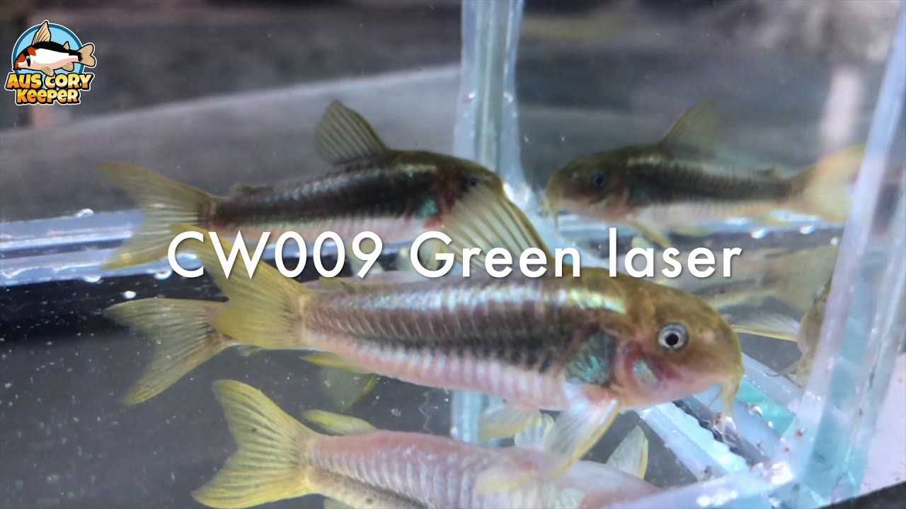 Corydoras sp. CW009 