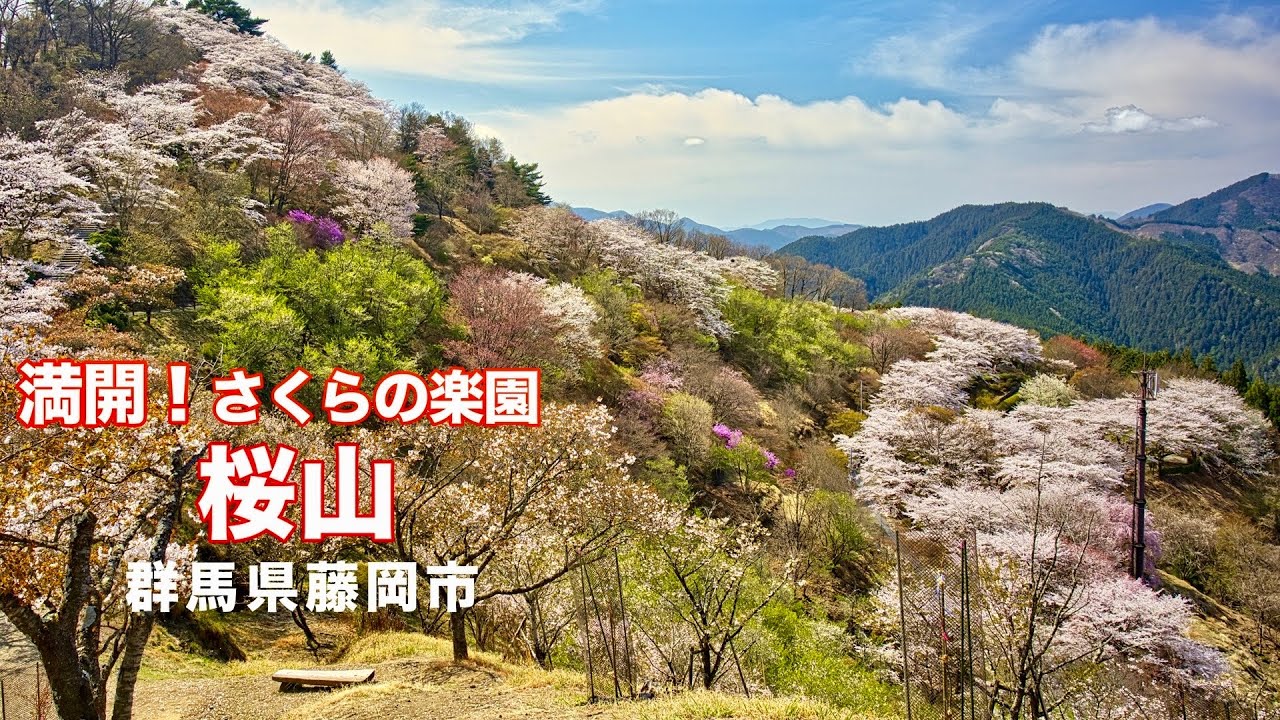 【さくら名所100選】4K【桜山】感動のお花見登山！群馬県藤岡市【桜山公園】
