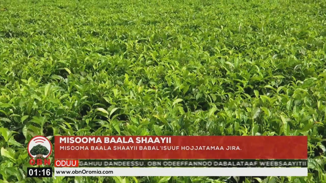 Misooma Baala Shaayii