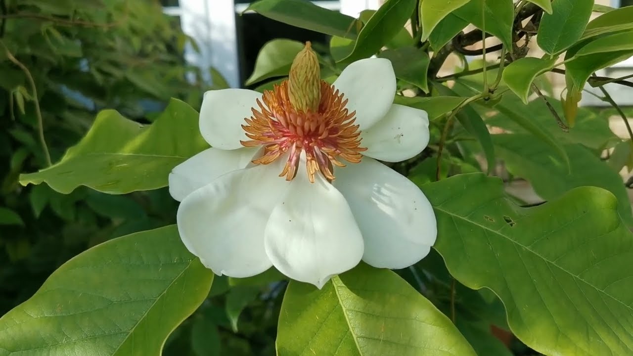 My most fragrant Magnolia: Magnolia x wieseneri, a review of one of my best scented garden plants