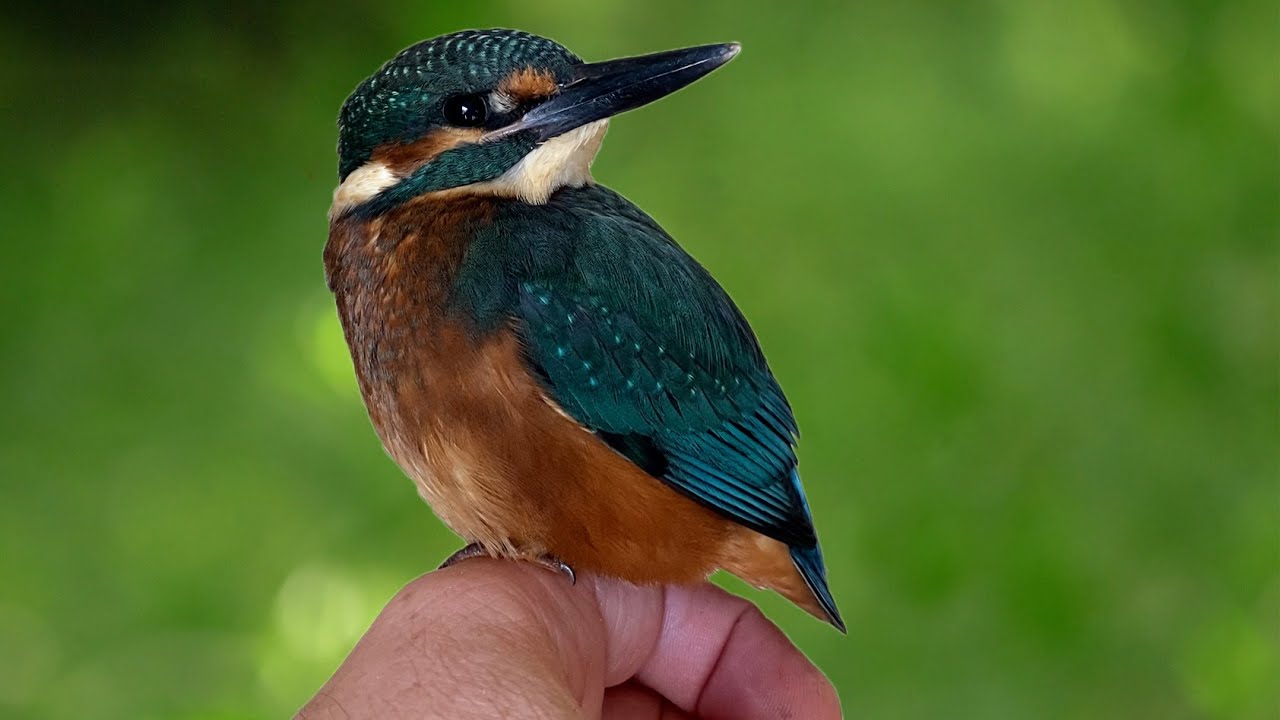 Baby Kingfisher Released Into the Wild 🐦🪶😊 | Rescued & Returned to the Wild | Robert E Fuller