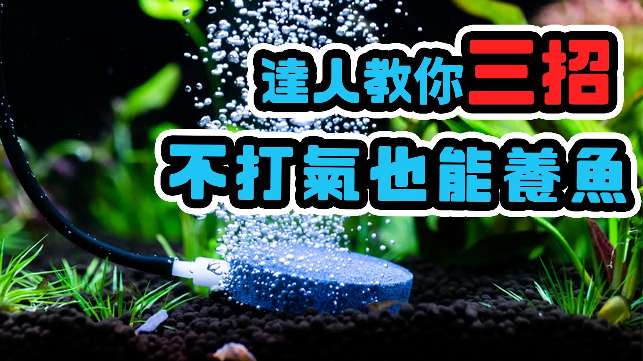 我養魚從來不用打氣機！教你如何判斷水質問題 Every Fish Can Live WITHOUT air pump?!
