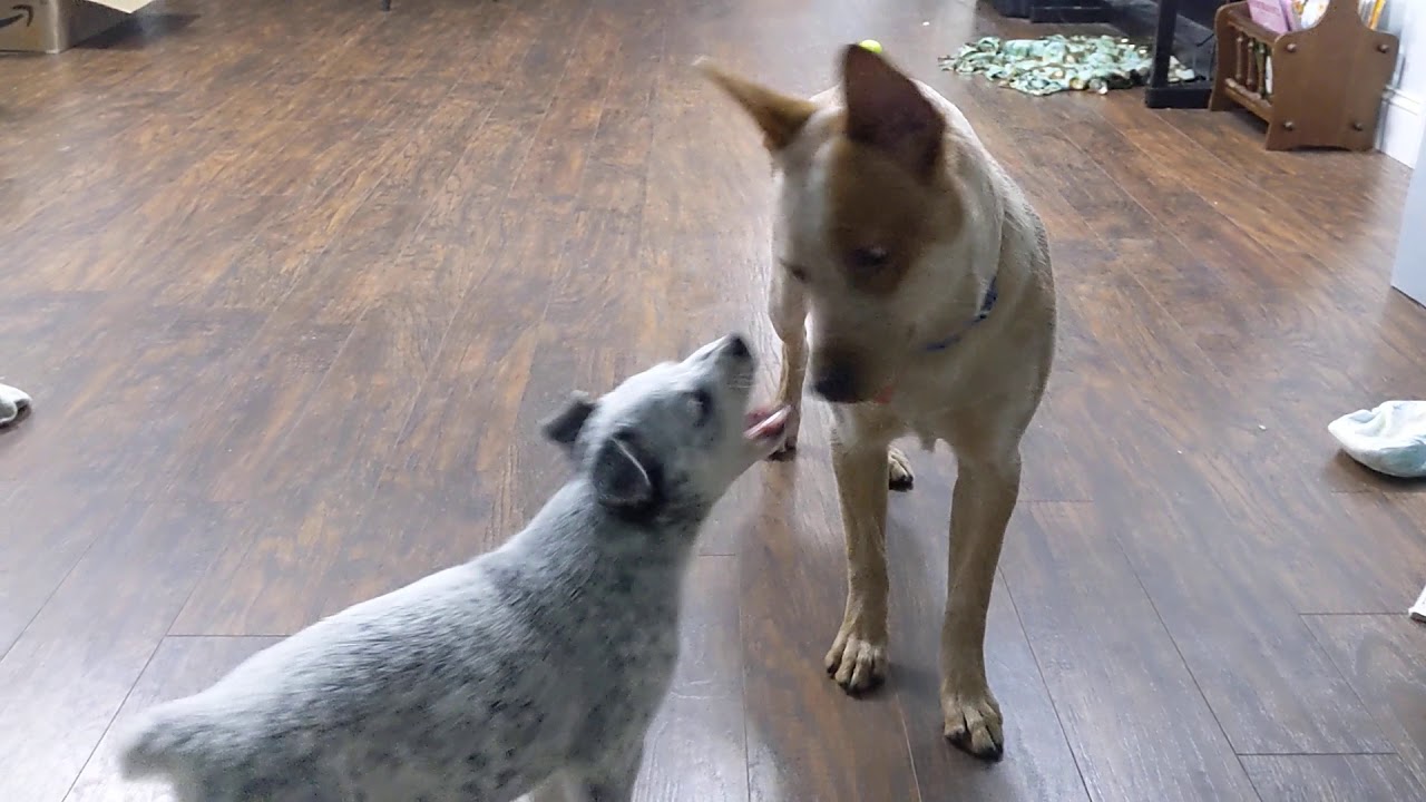 Rosie playing with Gus for the first time.