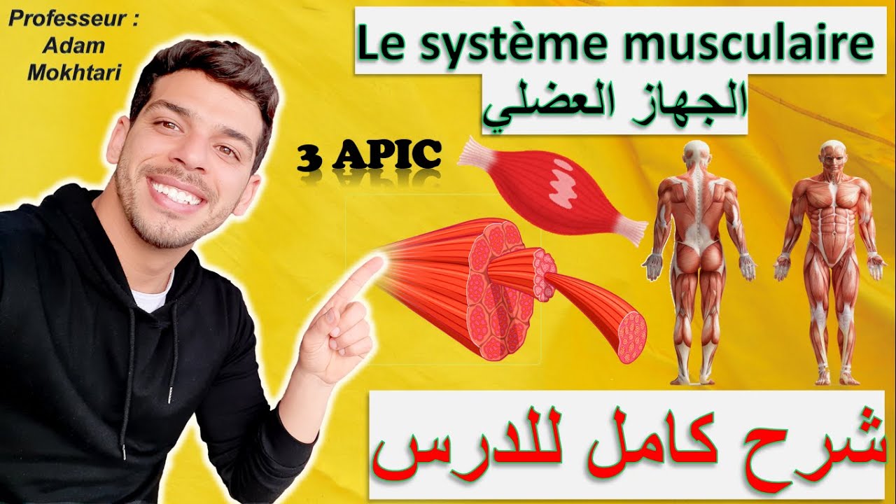 Le système musculaire 3AC - الجهاز العضلي