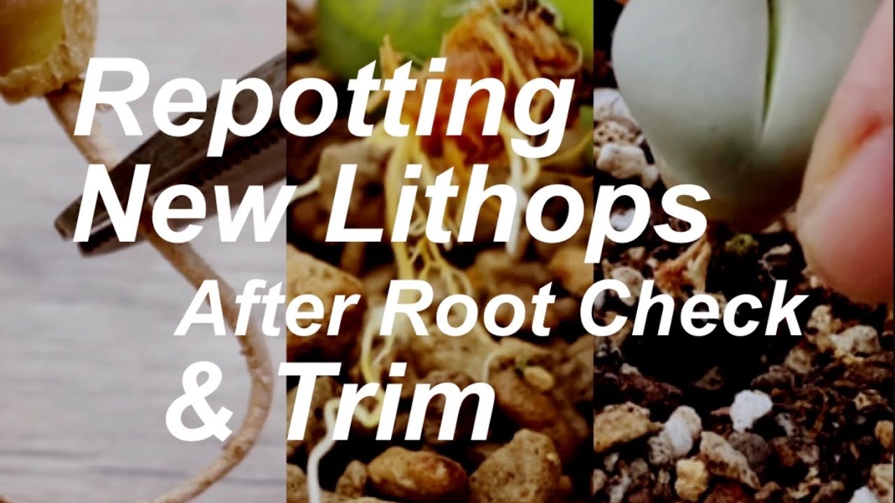 Repotting New Lithops After Root Check & Trim
