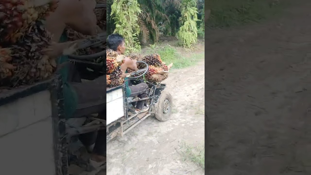 Alat lansir sawit  sederhana. 