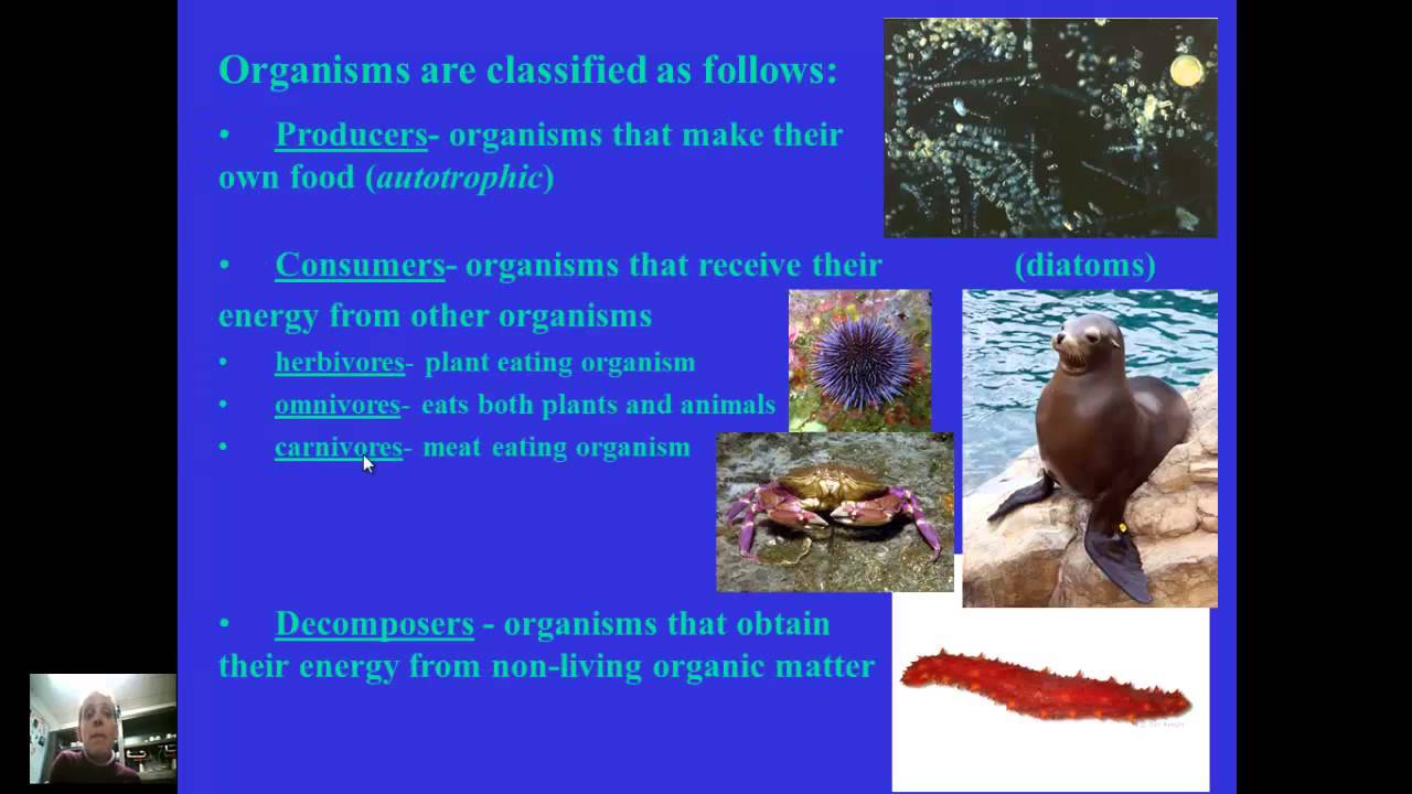 Ecology Notes, part 1