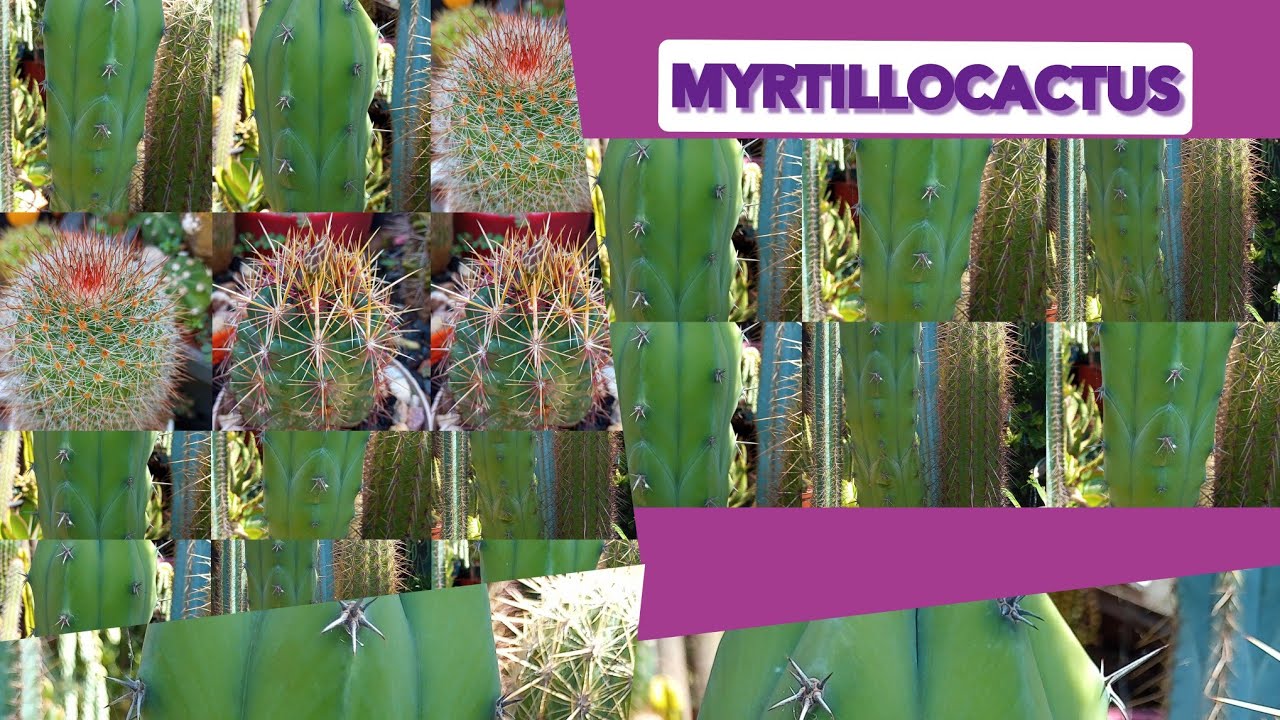Cactos Colunares: Myrtillocactus Geometrizans! 