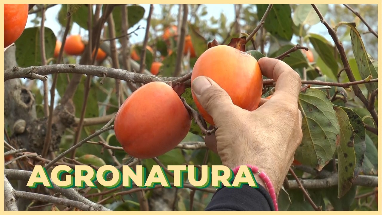 2026/02/20 - Agronatura: III Jornades del Sector del Caqui a la Ribera celebrades  a Benimodo