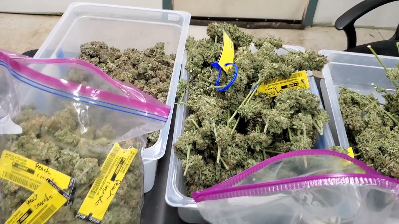 reviewing a couple Ethos Genetics strains after drying