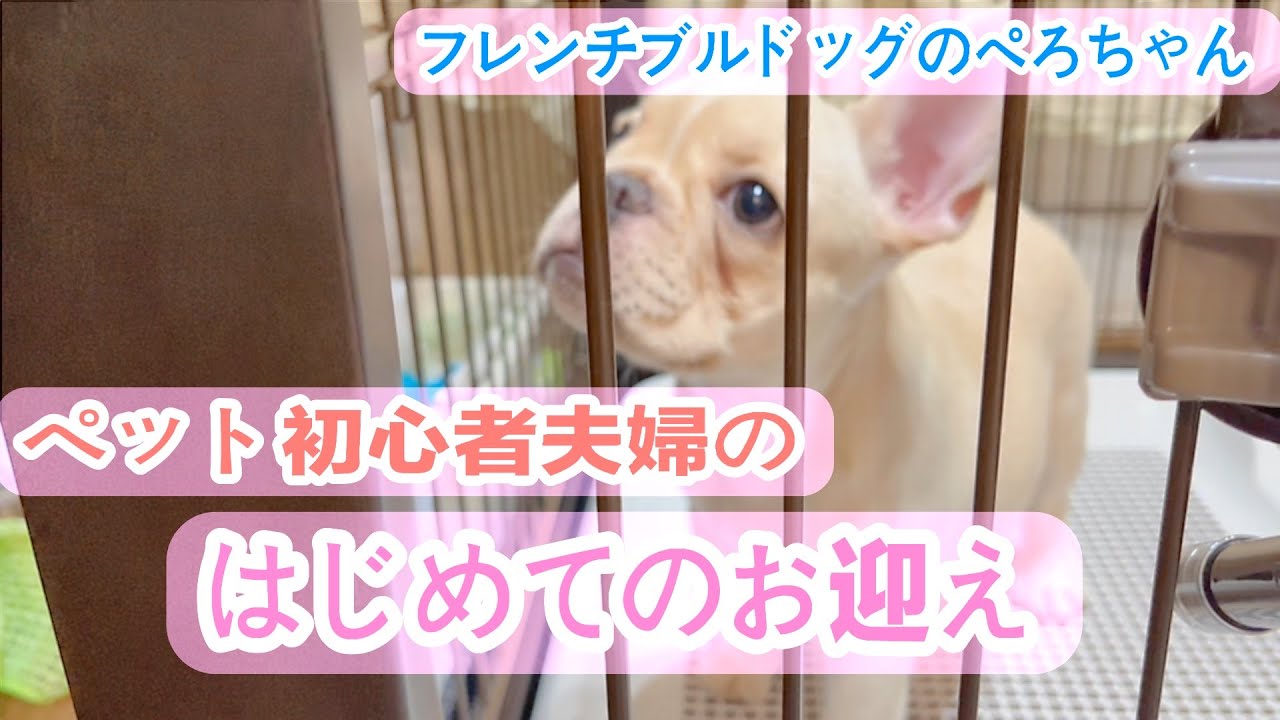 【ペット初心者夫婦】フレンチブルドッグをはじめてお家にお迎えしました