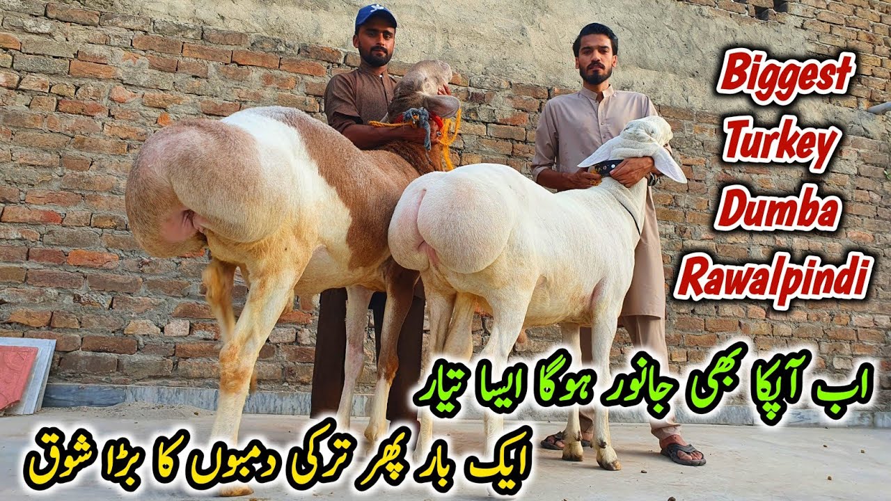Biggest Turkey Dumba in Rawalpindi Home Qurbani Shahzor Khan | Bhatta Chowk