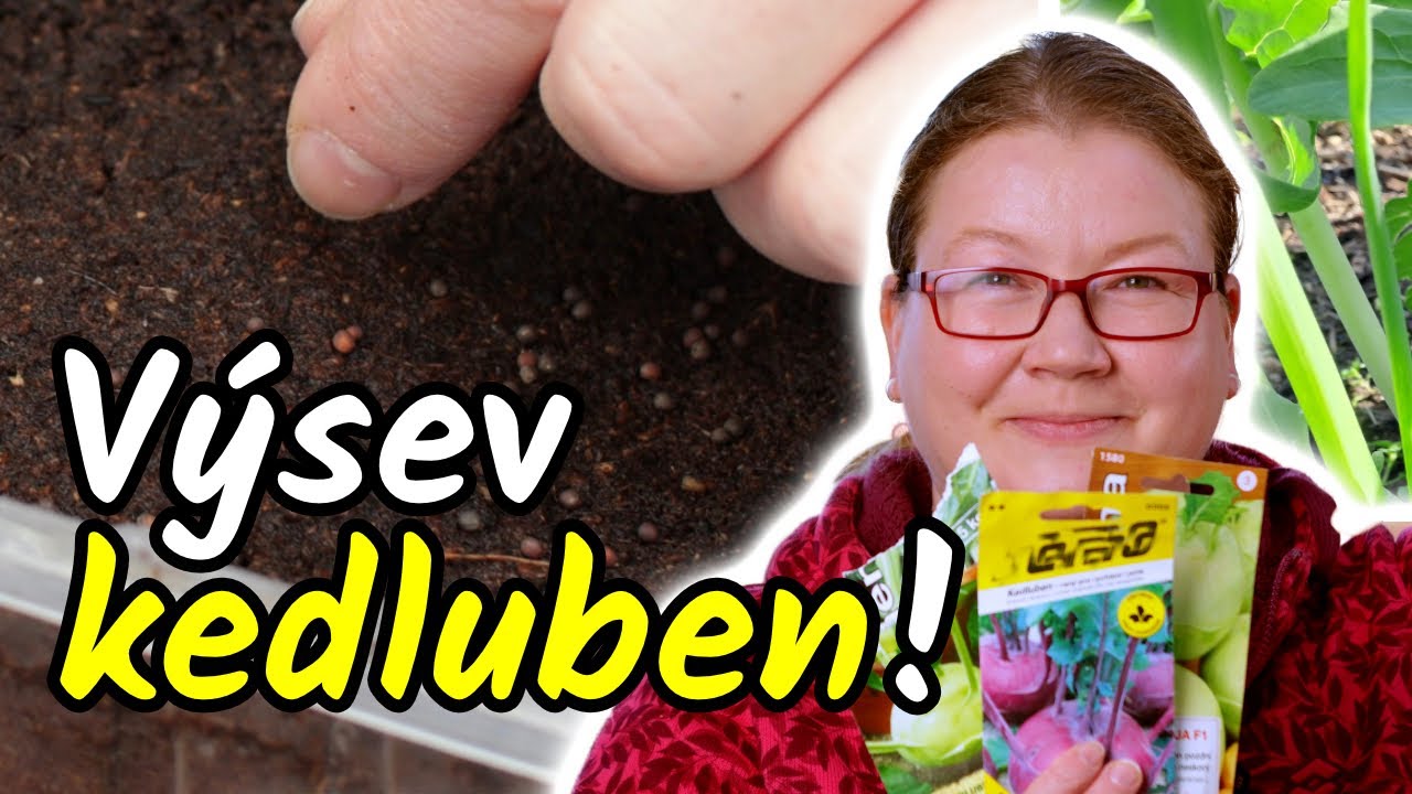 🚫🌱 NEVYSÉVEJTE KEDLUBNY dokud si nepustíte toto video! Výsev kedluben ze semínek = vlastní sazenice