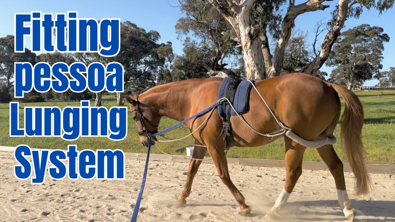 Fitting Pessoa lunging system ~ training aids I use for dressage