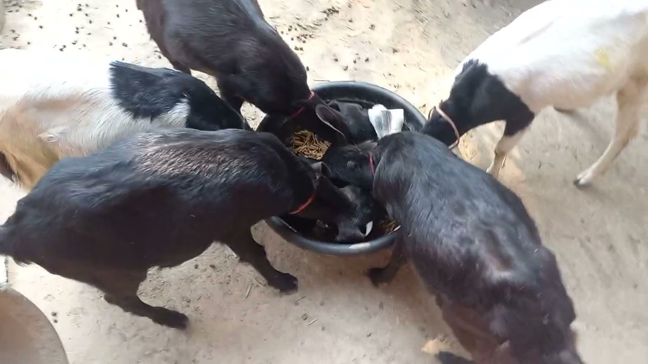🌅 Morning Feeding Time for Hungry Goats 🐐
