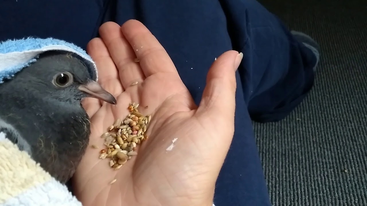 Rescue baby pigeon 'Pudding' pecking at seeds for first time