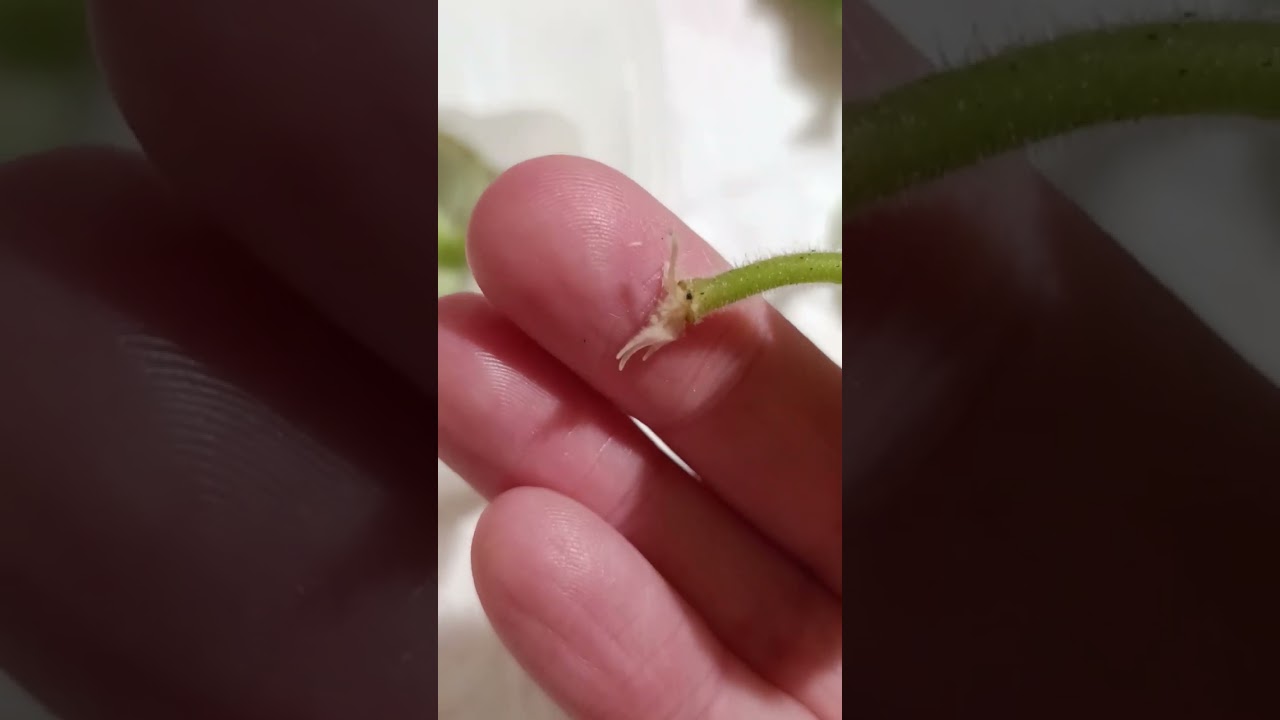 Укоренение фиалки удобным способом