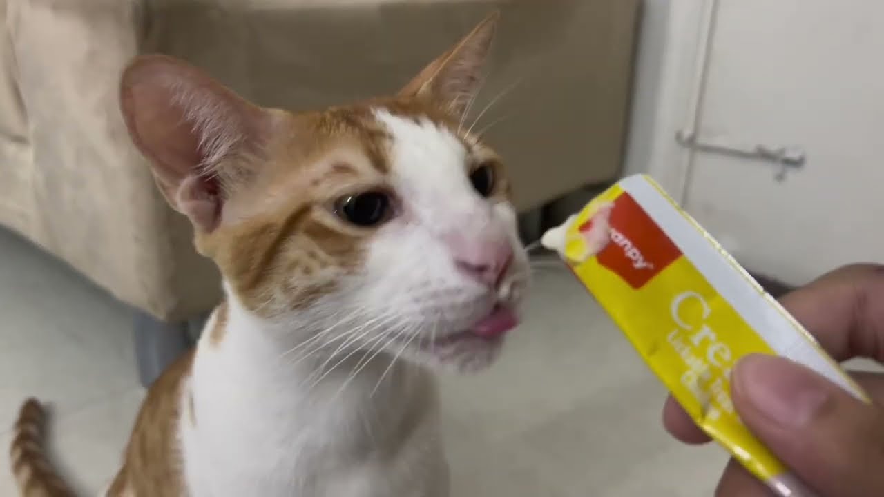Coco having treat ASMR