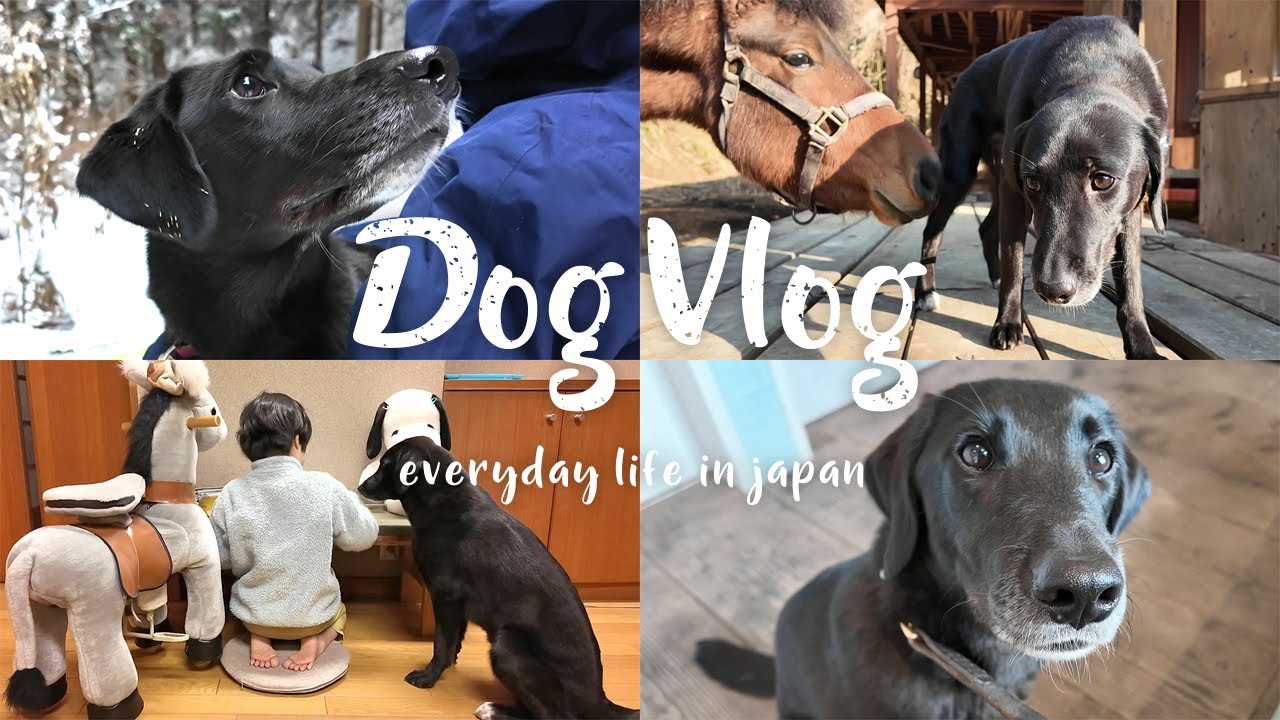 【犬Vlog】はじめての雪山に大はしゃぎする犬 | 馬に匂われてじーっと耐える犬 | 一日密着