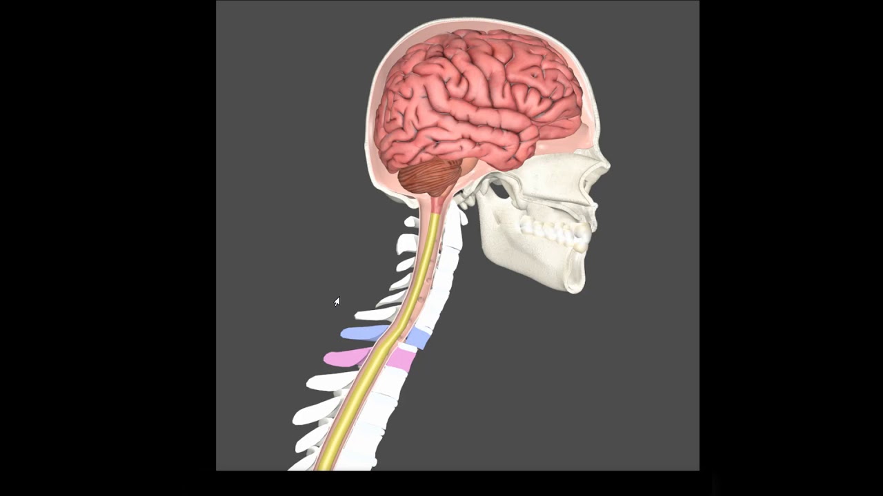 Cause of Brain Fog and Symptoms of Concussions