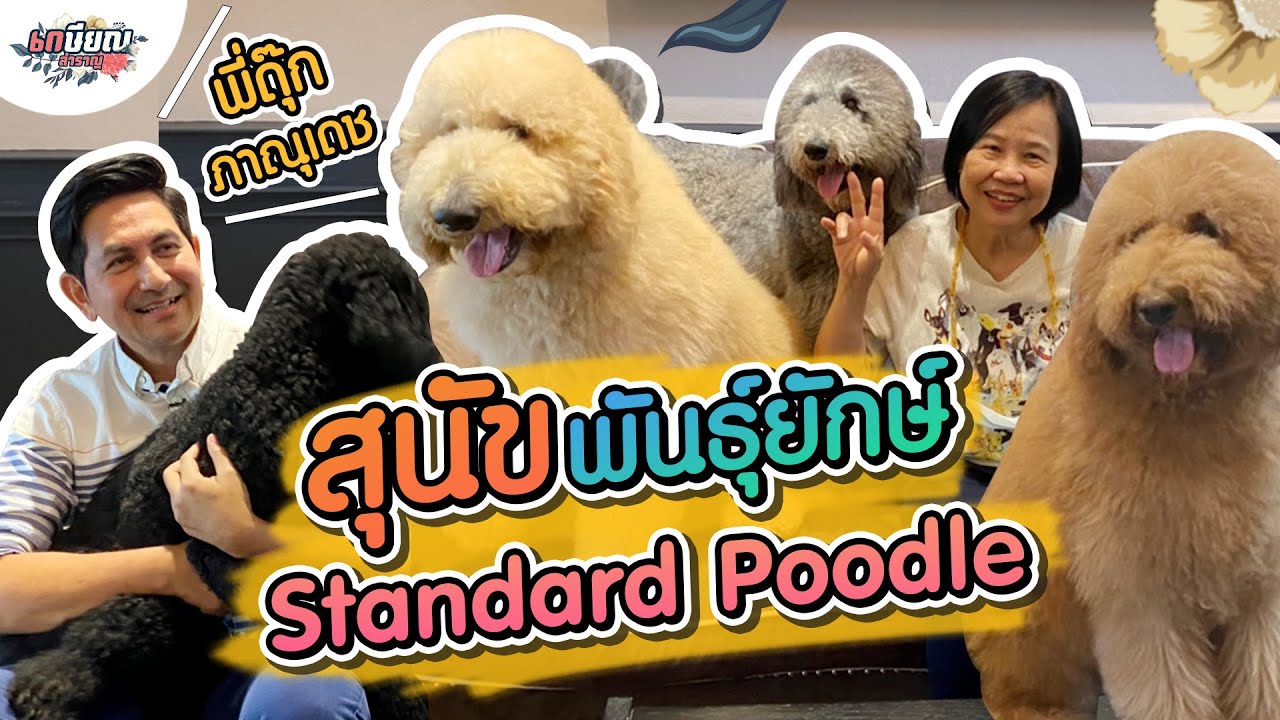 ทำความรู้จักกับ Standard Poodle สุนัขตัวโตสุดน่ารัก #เกษียณสำราญ